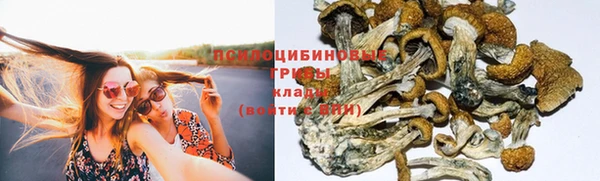 стаф Алзамай